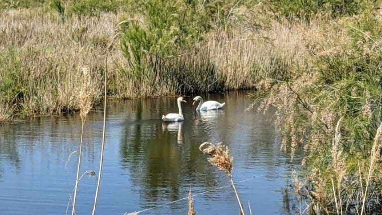 Cygnes sur un étang près de Mireval