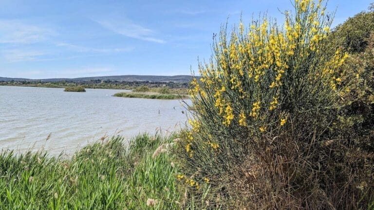 Genêts en fleurs au bord d'un étang près de Mireval