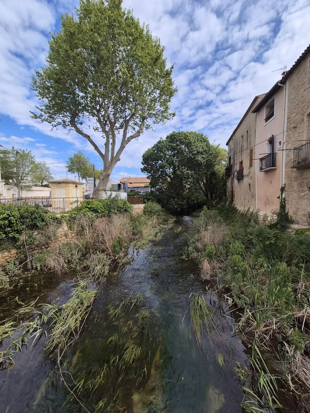 Montbazin : la Vène entretenue en douceur, entre crues et biodiversité - vene montbazin lit vegetation chenal Lit de la Vène à Montbazin, eau claire entre herbes et hélophytes conservées sur les berges