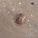 Decouverte Dobus Sur La Plage A Sete
