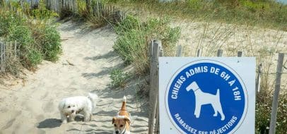 Plage Vassal autorisée aux chiens Sète