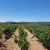 Rangs de vignes au pied des collines à Vic-la-Gardiole