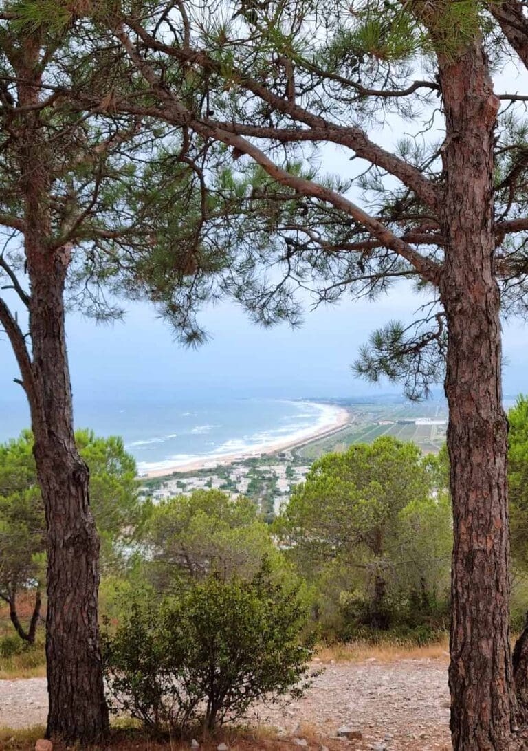 Forêt des Pierres Blanches - Forêt domaniale à Sète