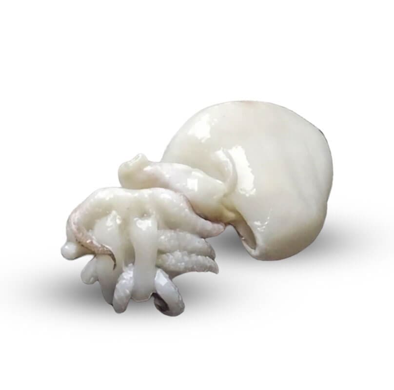 Ingredient-Ici7-Seiche Ingredient-Ici7-Seiche