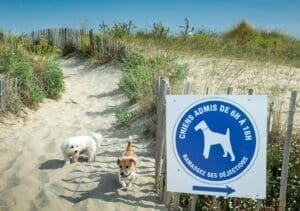 Plage Vassal autorisée aux chiens Sète