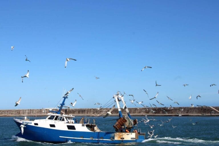 Sète - Sete Ville de Sete 56 Chalutier suivi par les goélands au retour de pêche à Sète