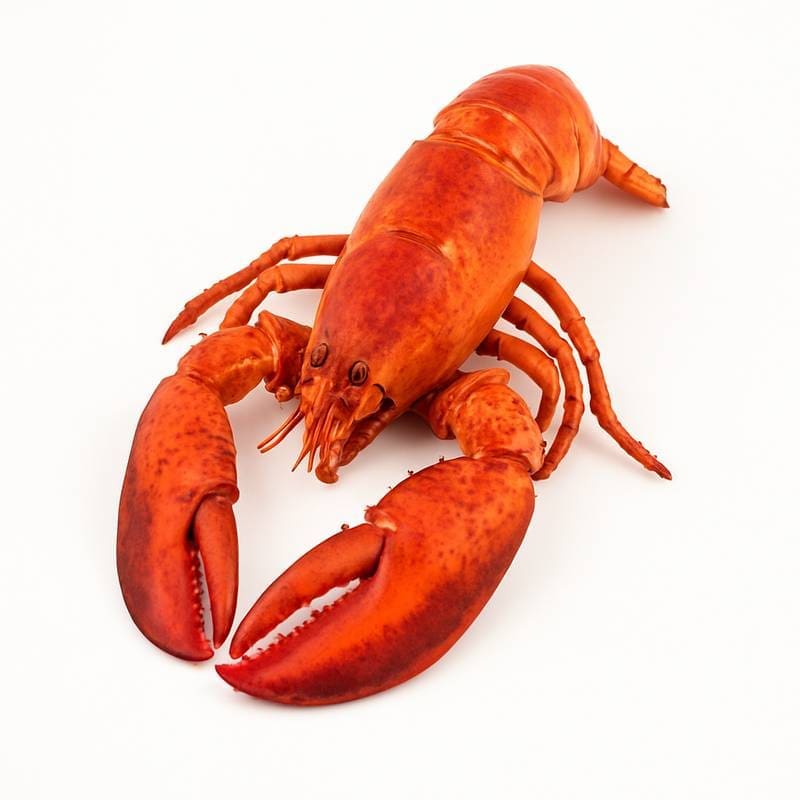 Ici7-Ingredient-Homard