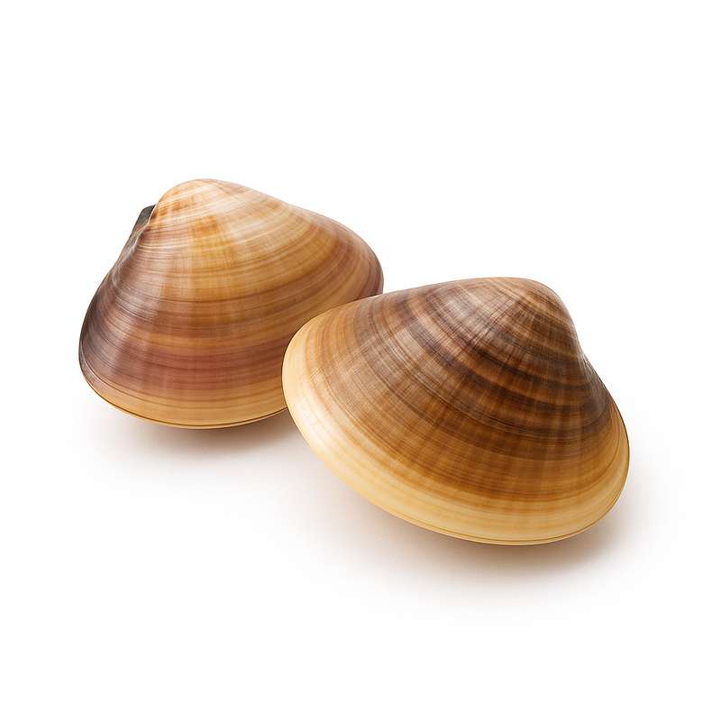 Ici7-Ingredient-Palourdes Ici7-Ingredient-Palourdes