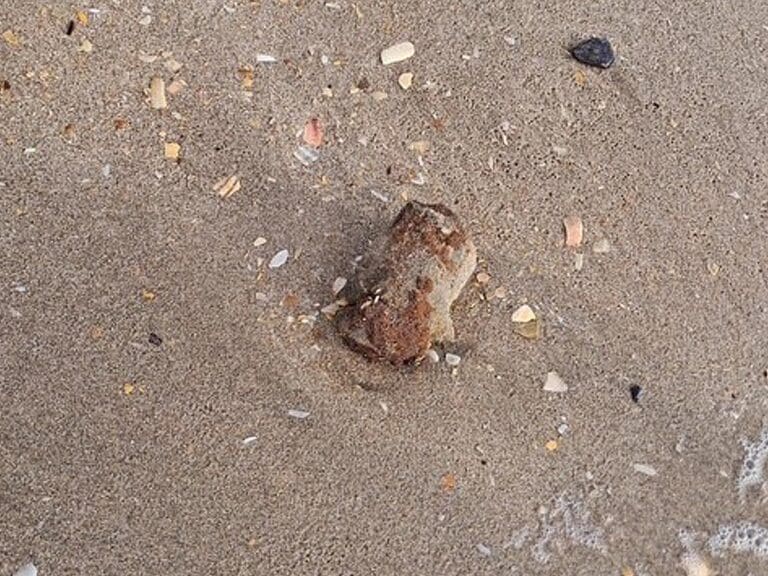 Decouverte Dobus Sur La Plage A Sete