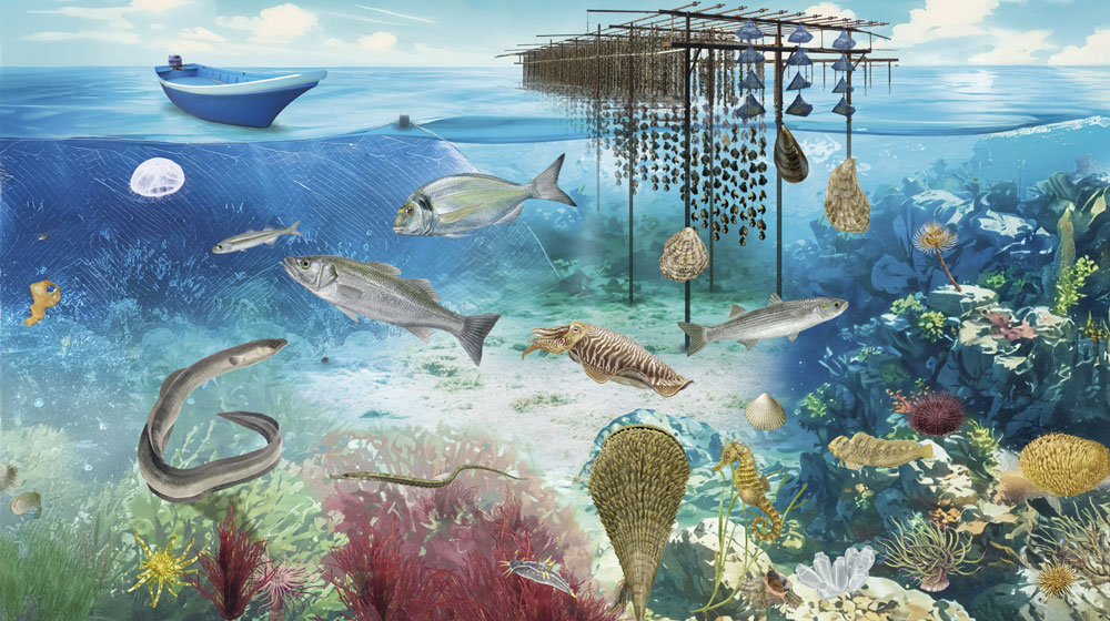 Ici7 Le Sentier Sous Marin De Meze Rouvre Pour 2026 Image 1 8d0b65