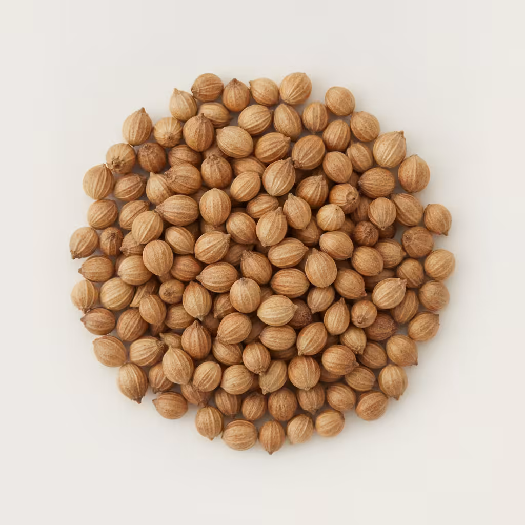 Graines De Coriandre Ingredient Graines de coriandre — ingrédient