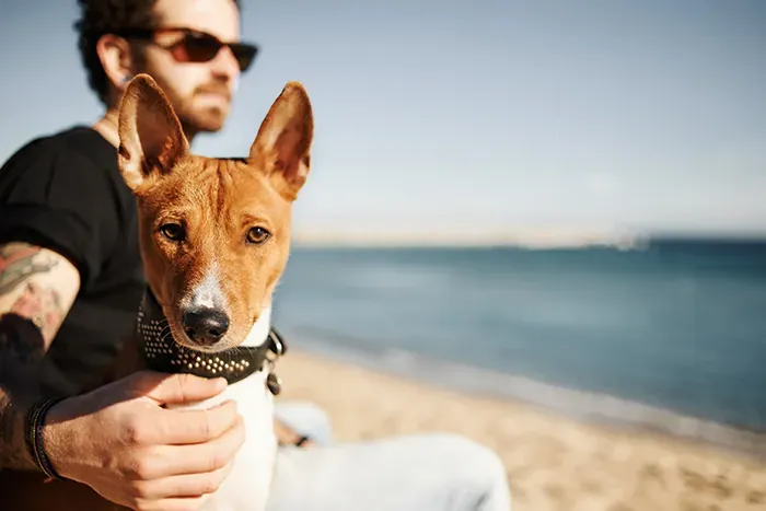 Ici7 Cani Plages A Marseillan 4 Zones Pour Vos Chiens Image 1 7fd24b