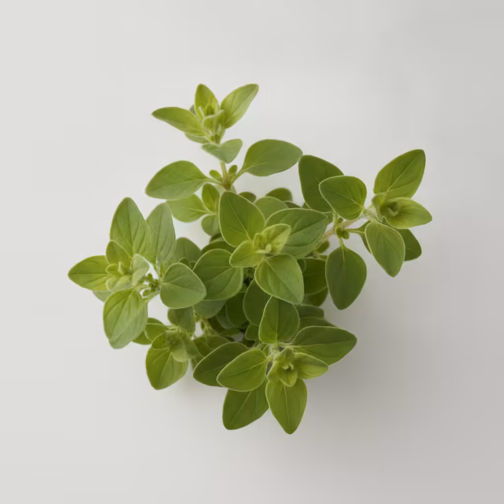 Origan Ingredient Origan — ingrédient
