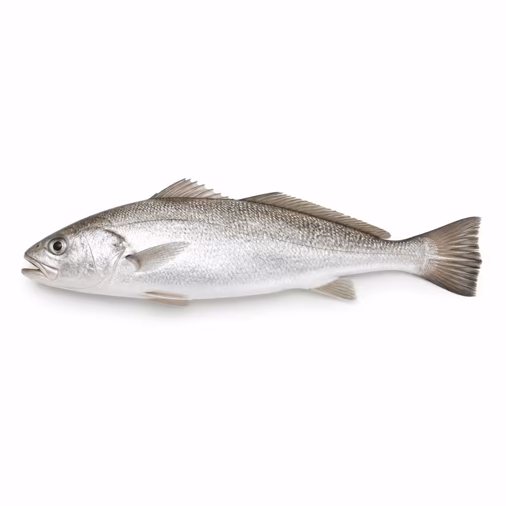 Poisson maigre entier cru vu de profil sur fond blanc
