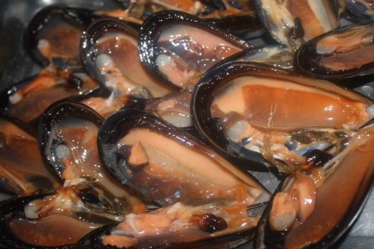 Moules fraîches ouvertes, prêtes à être farcies